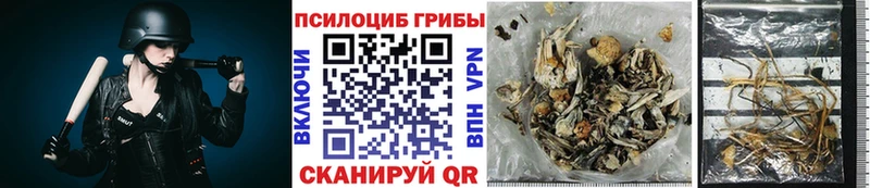 Купить где  Добрянка  Псилоцибиновые грибы Cubensis 